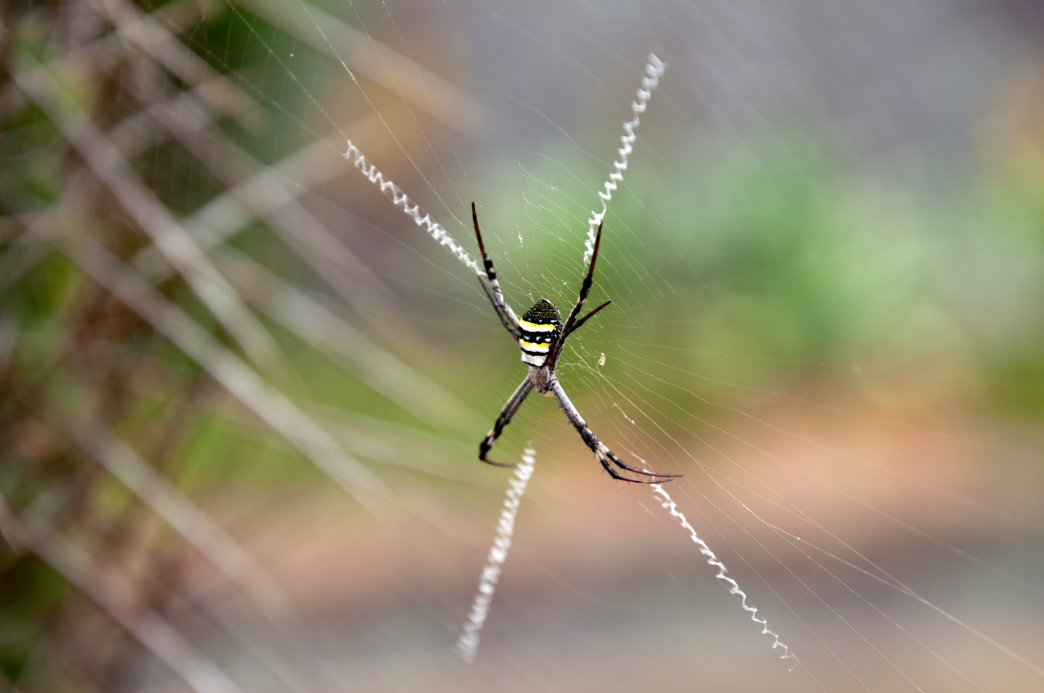 Professional Spider pest control in Canberra