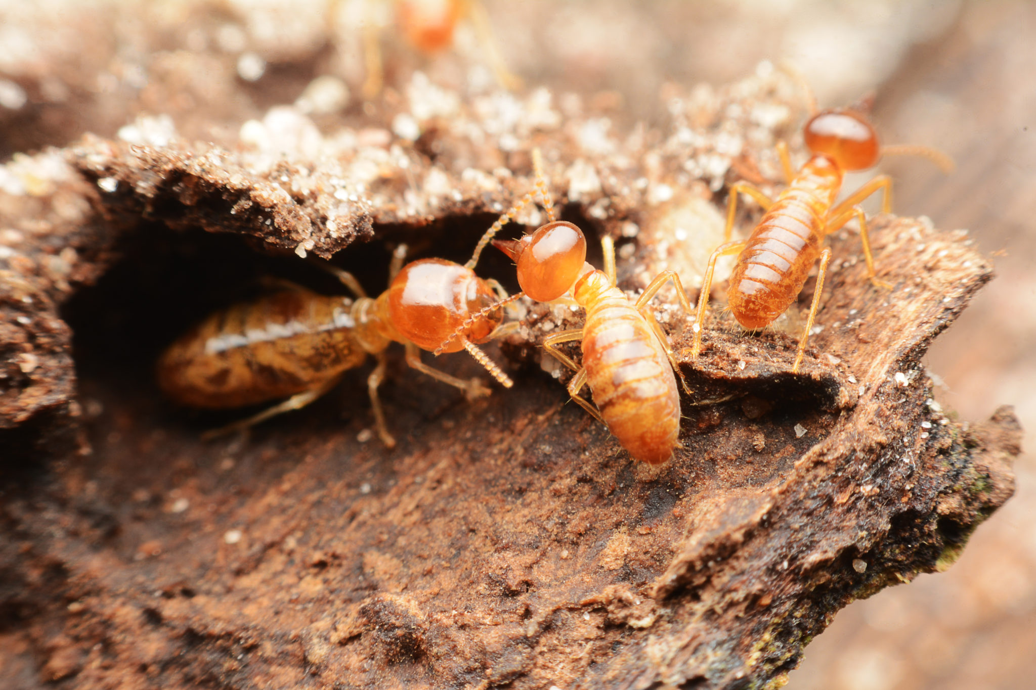 Canberra Worker Termites