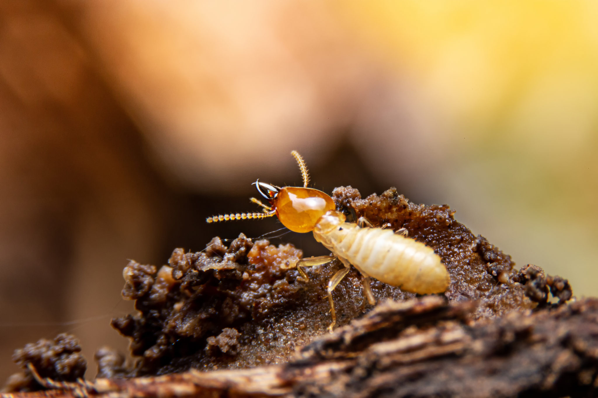 Termite pest control in Caringbah