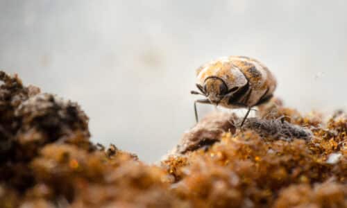 Carpet Beetles Infesting Your Home