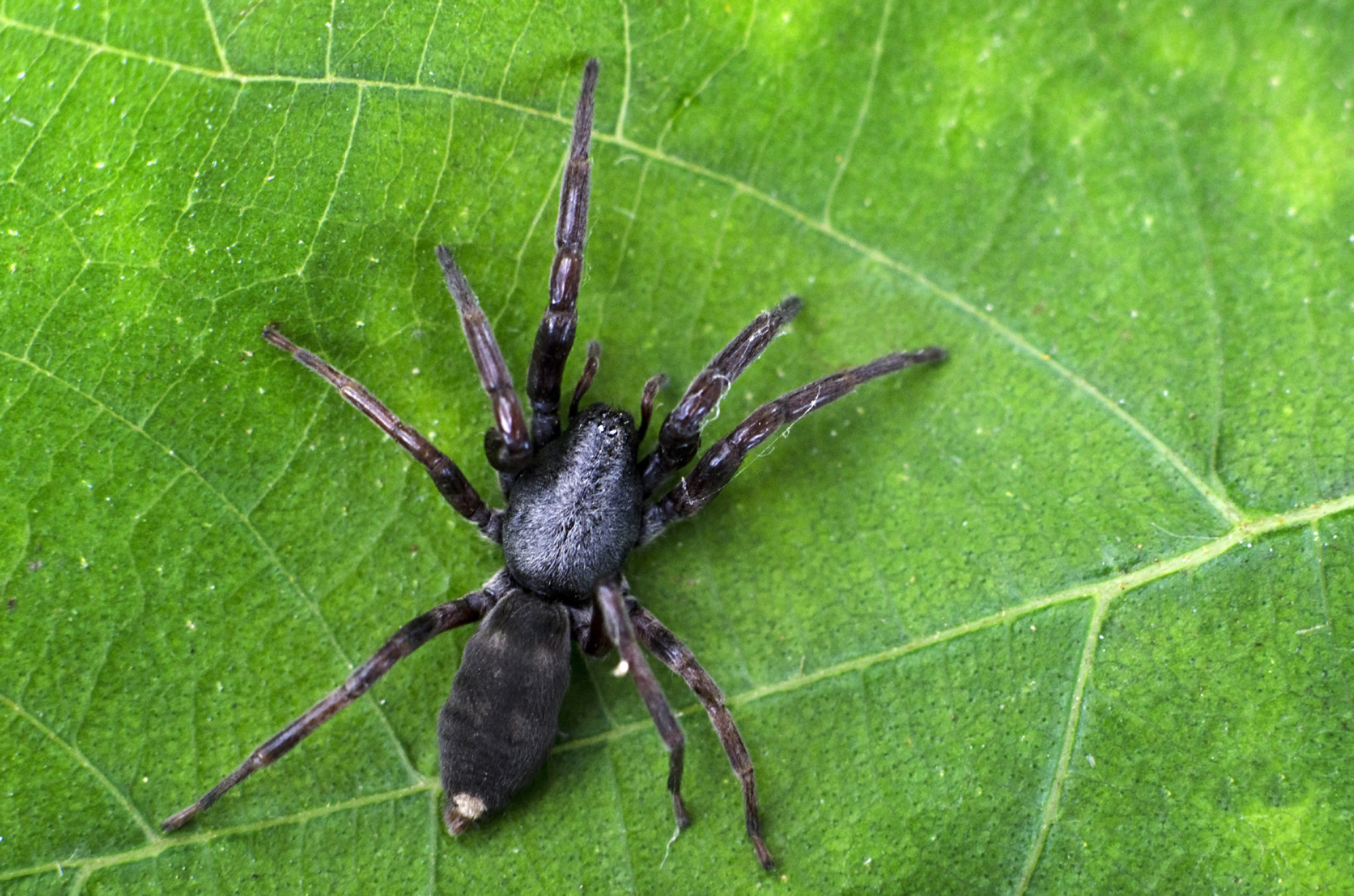 Professional Spider pest control in Central Coast