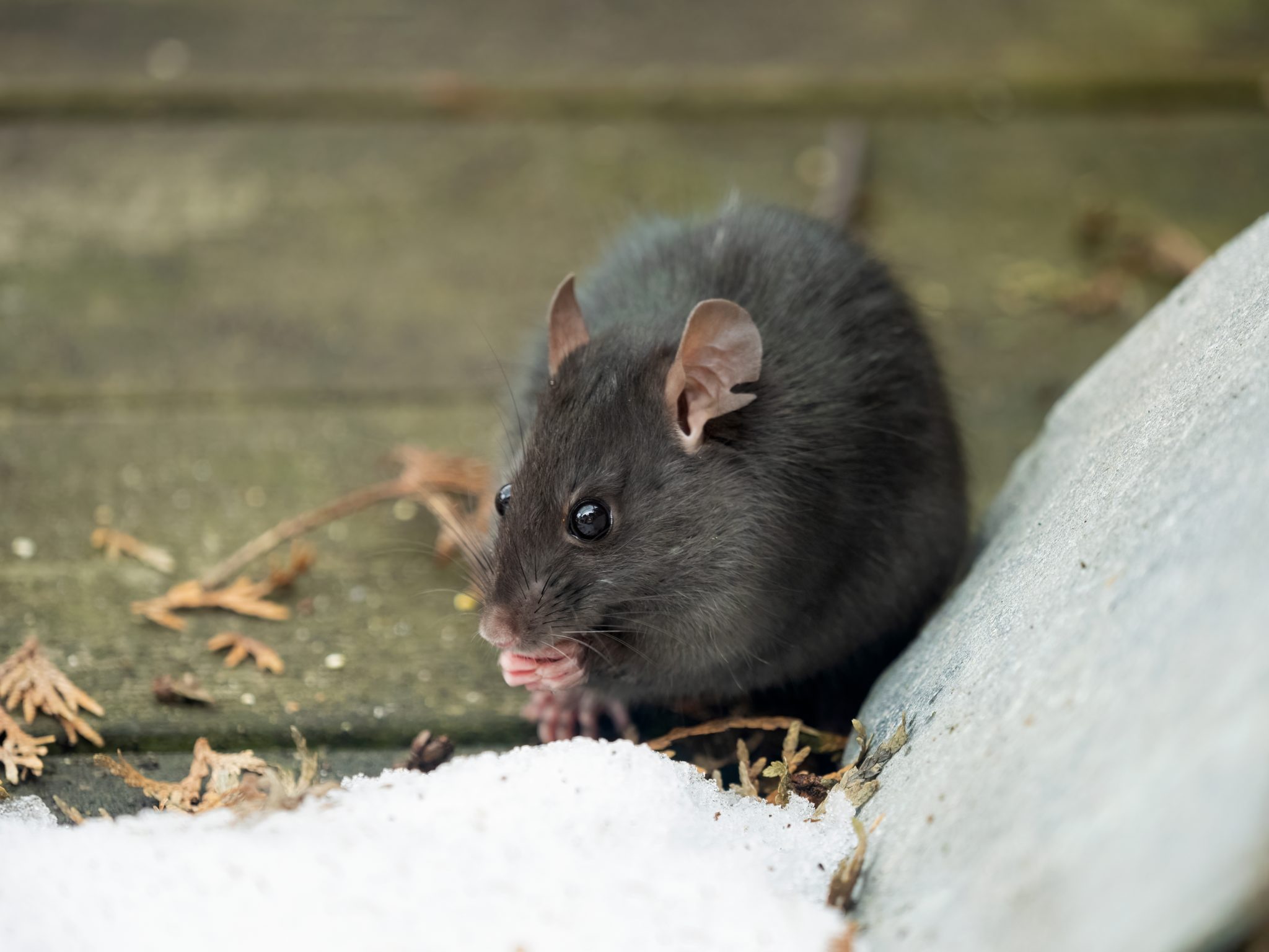 Black Rat, Chinchilla