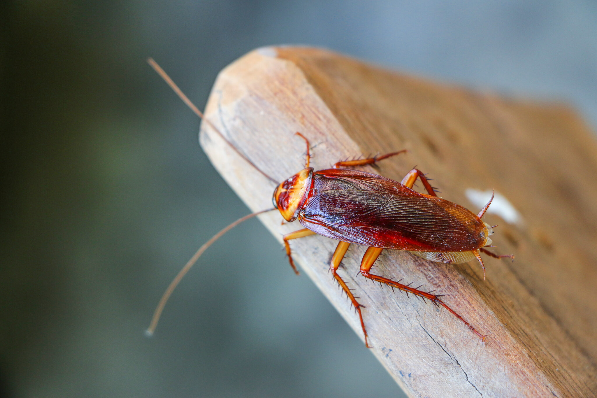 close up of a cockroach in Sydney