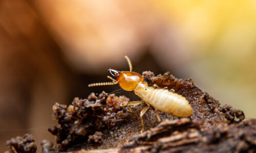 close up of an active termite in Australia