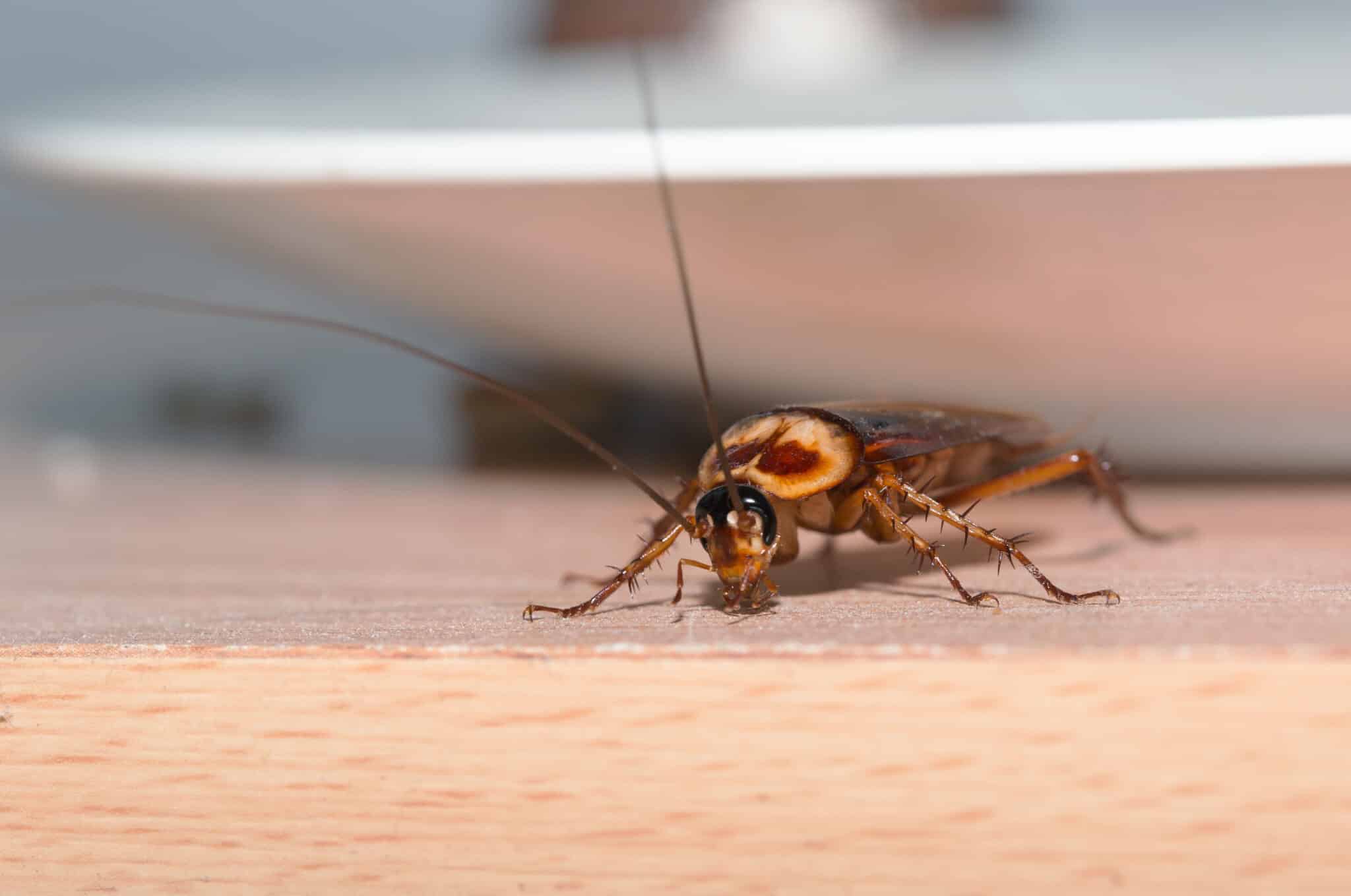 Cockroach in Townsville commerical kitchen