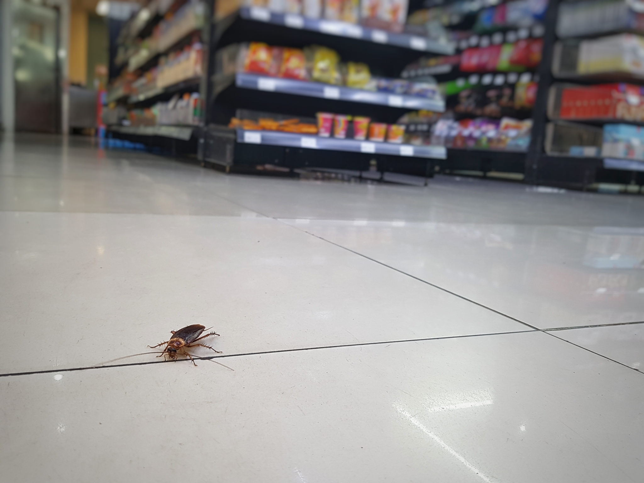 Cockroach in Melbourne business