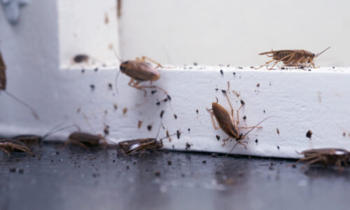 Cockroach infestation in Parramatta