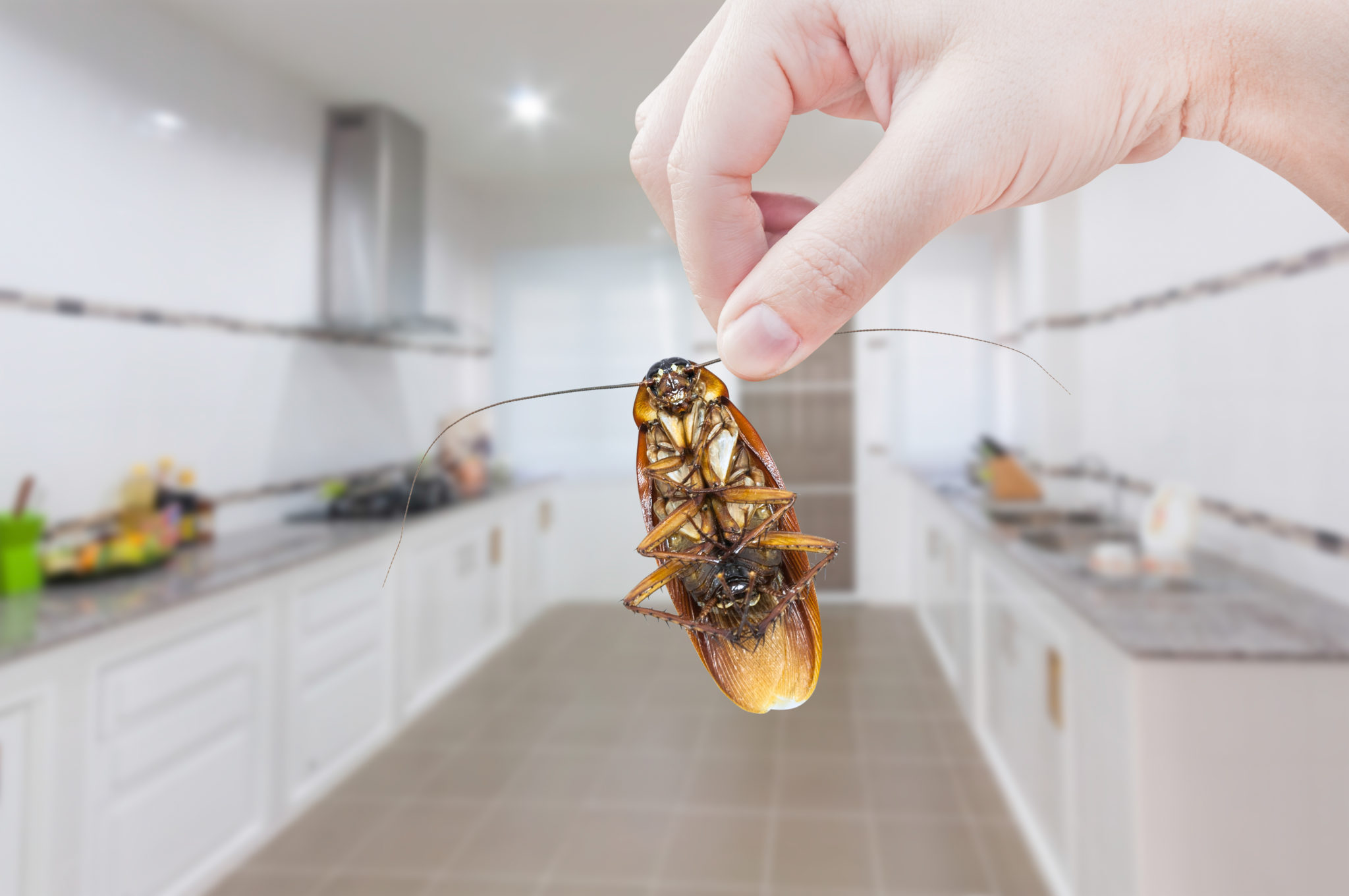 How to Get Rid of Cockroaches: A Guide to DIY and Professional Approaches
