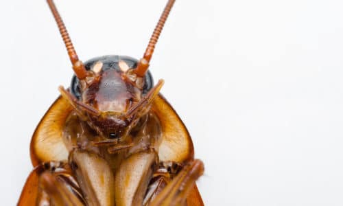 Cockroaches White Background