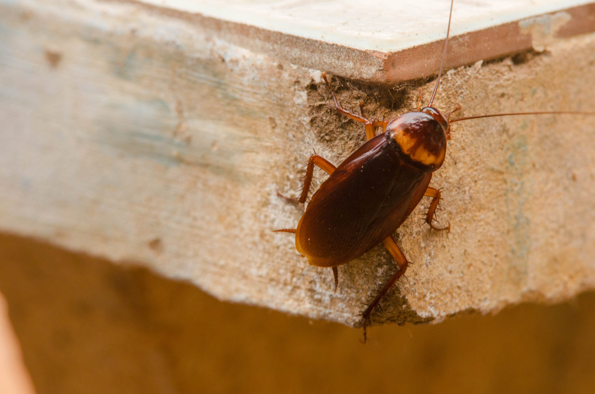 Cockroaches in Cairns