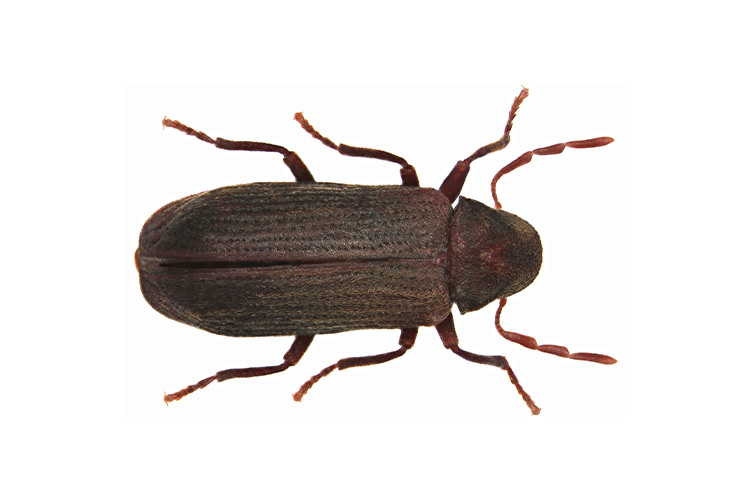Borer beetle clearance
