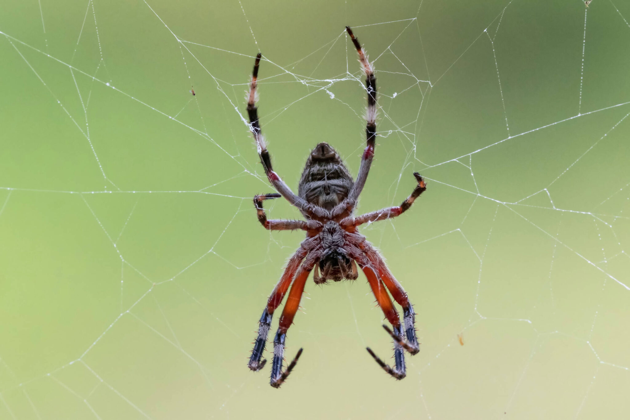 Common Spiders In Melbourne