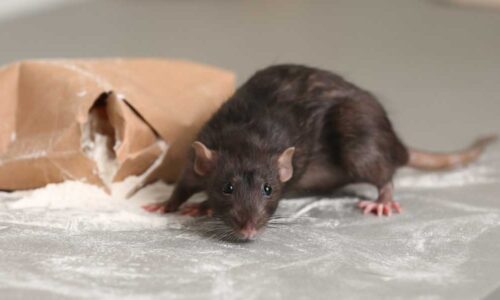 efficient rodent removal in Perth homes