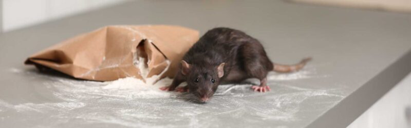efficient rodent removal in Perth homes