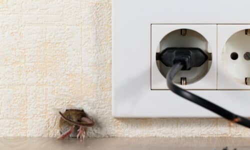 DIY Pest Control Is Not the Rat Control Solution