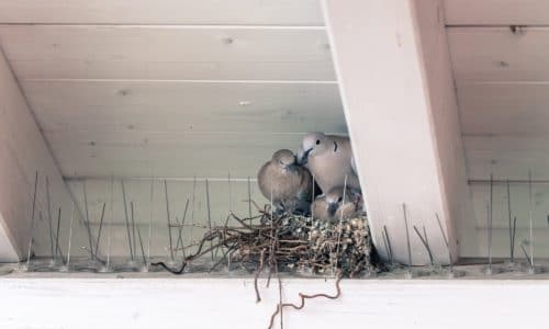 Damage Control for Pest Birds