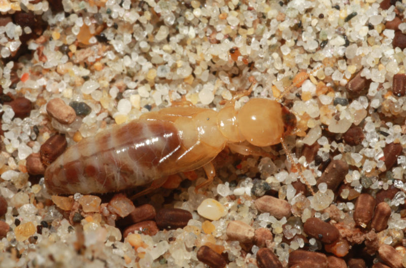 Dampwood Termite Pest Control