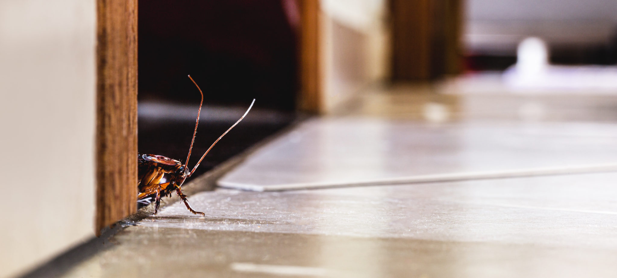 Hidden Cockroach, Darwin