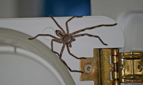 Huntsman Spider Close Up