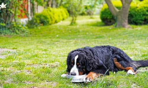 Dog eating food in the backyard
