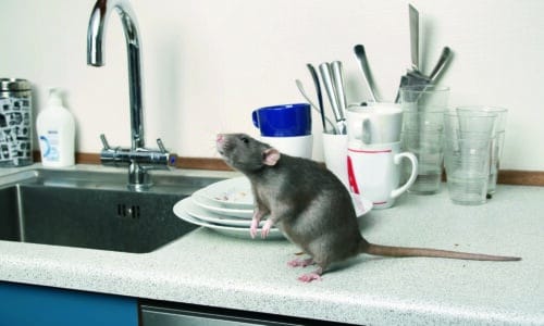 Rat on kitchen counter in Perth
