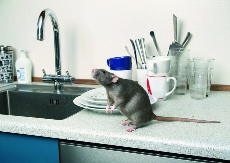 Rat on kitchen counter in Perth