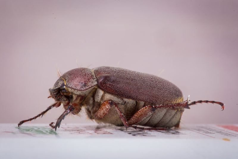 Drugstore Beetle Pest Control