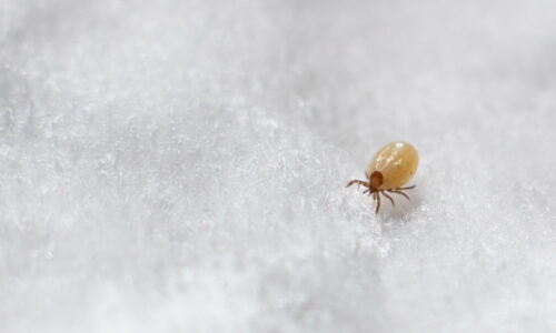 Dust mites are invisible to the naked eye