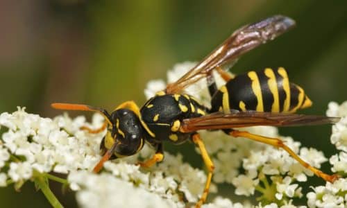 European Wasp Pest Control