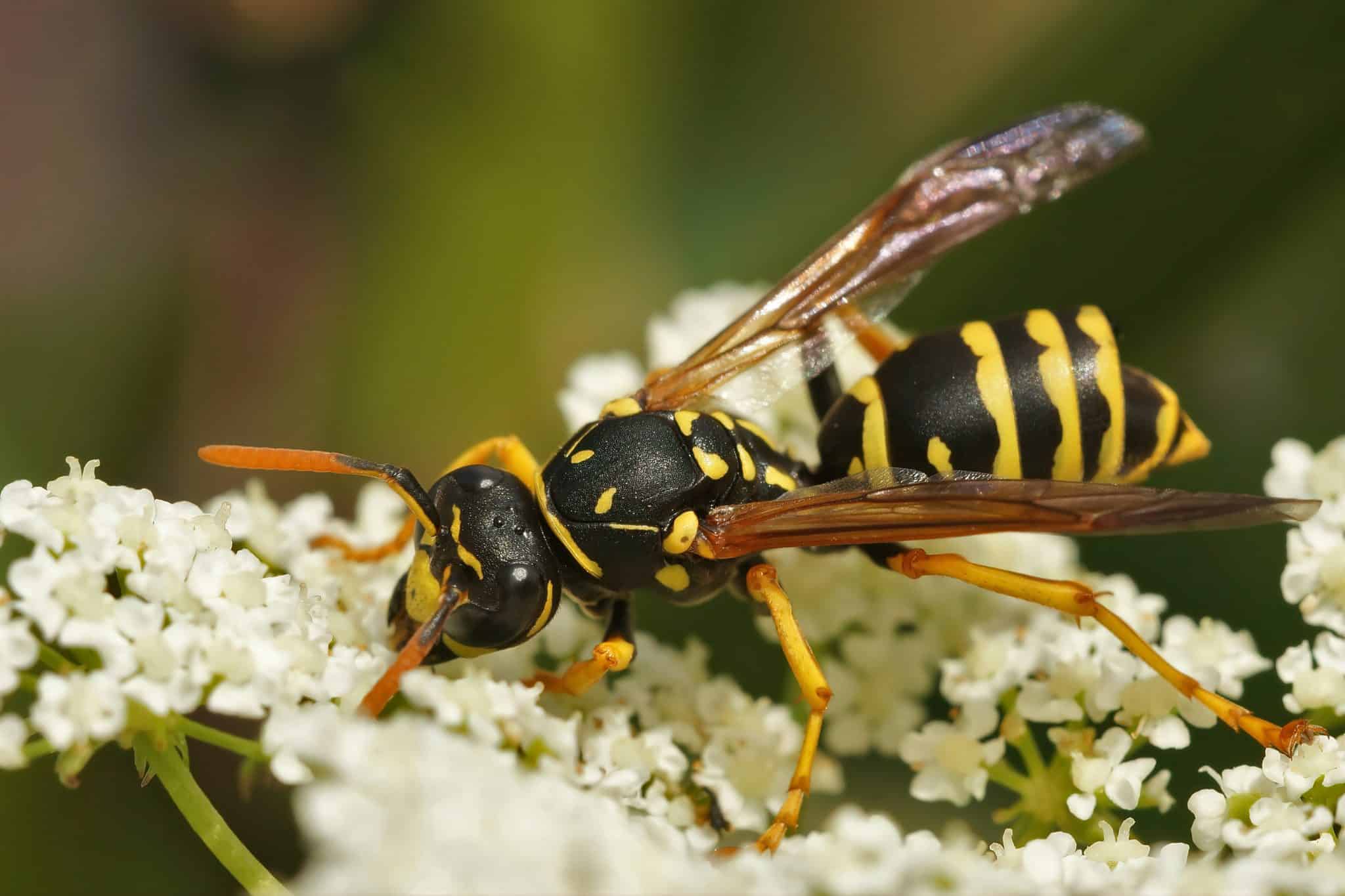 European Wasps Vs Bees What You Need To Know Flick Pest Control European Wasps Vs Bees What You Need To Know Flick Pest Control