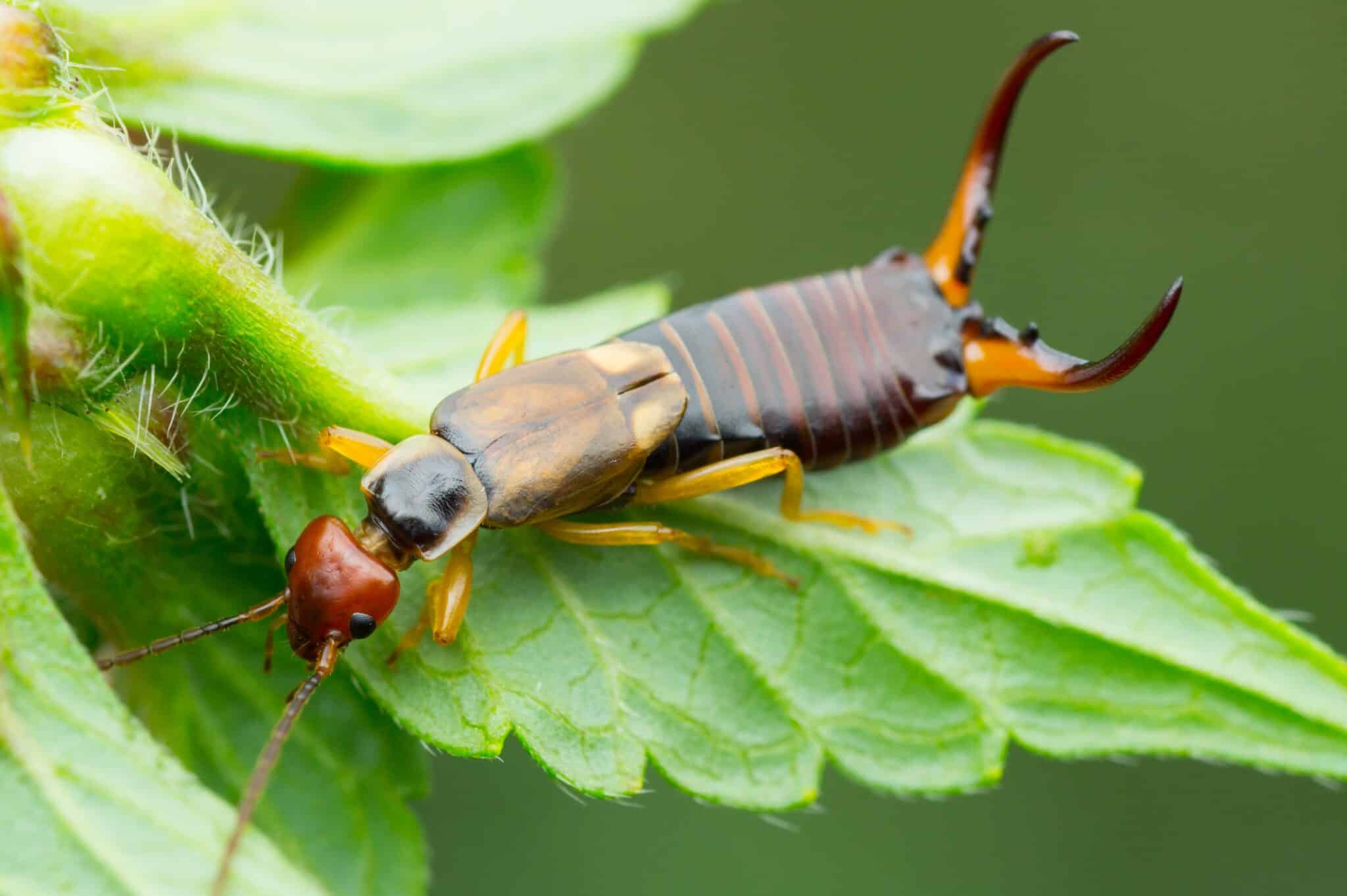 close up of an earwig on a leaf