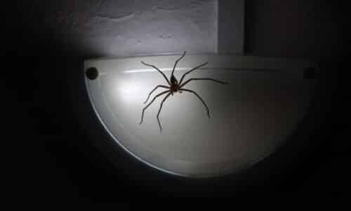 Encountering a Huntsman Spider