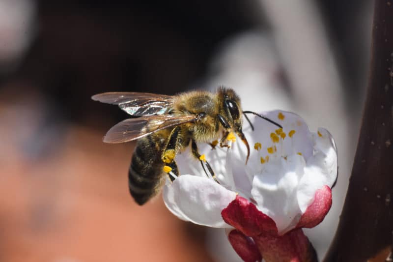 European Honey Bee Pest Control
