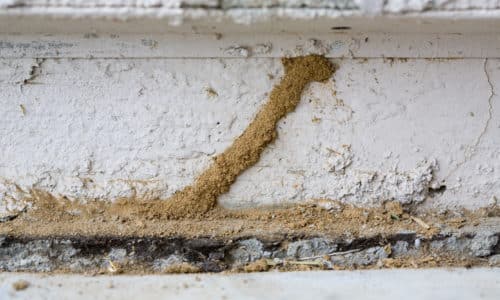 Common Termite FAQs