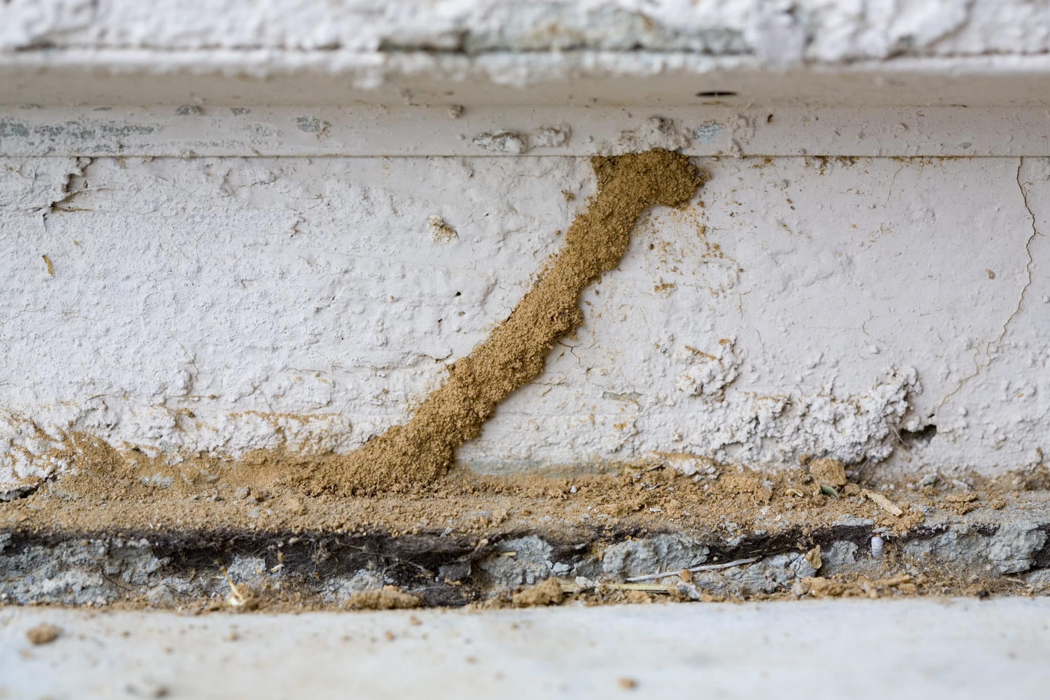 Common Termite Faqs