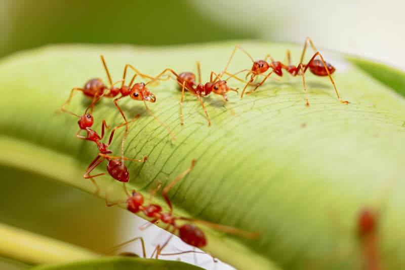 Fire Ants in Brisbane Garden