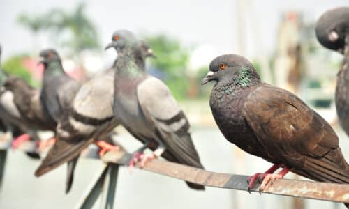Birds sitting on rail in Gold Coast
