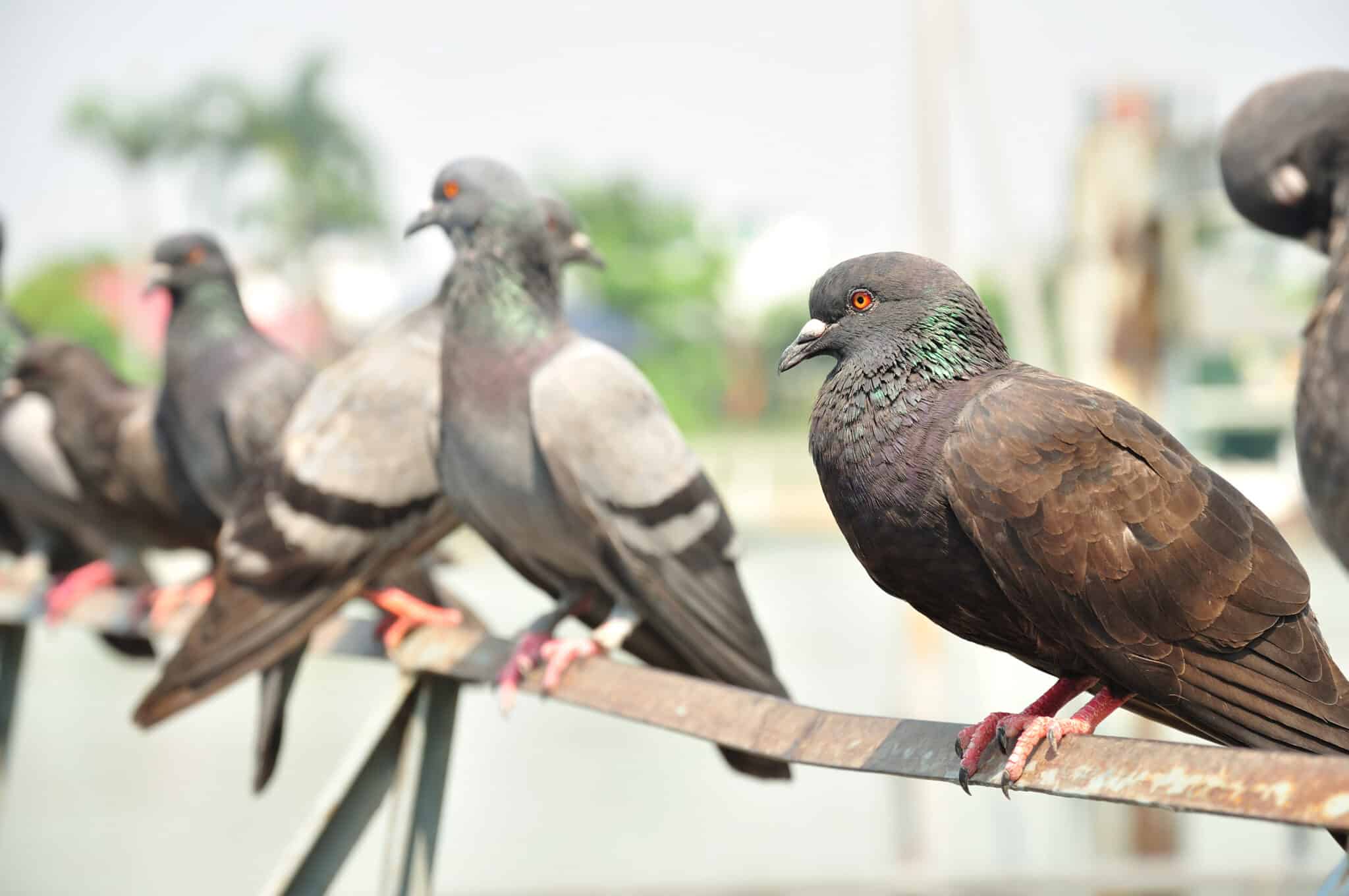 Birds sitting on rail in Gold Coast