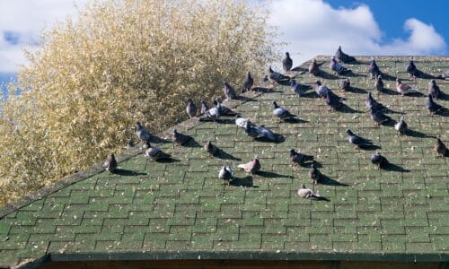 birds on roof of Perth home in need of bird control