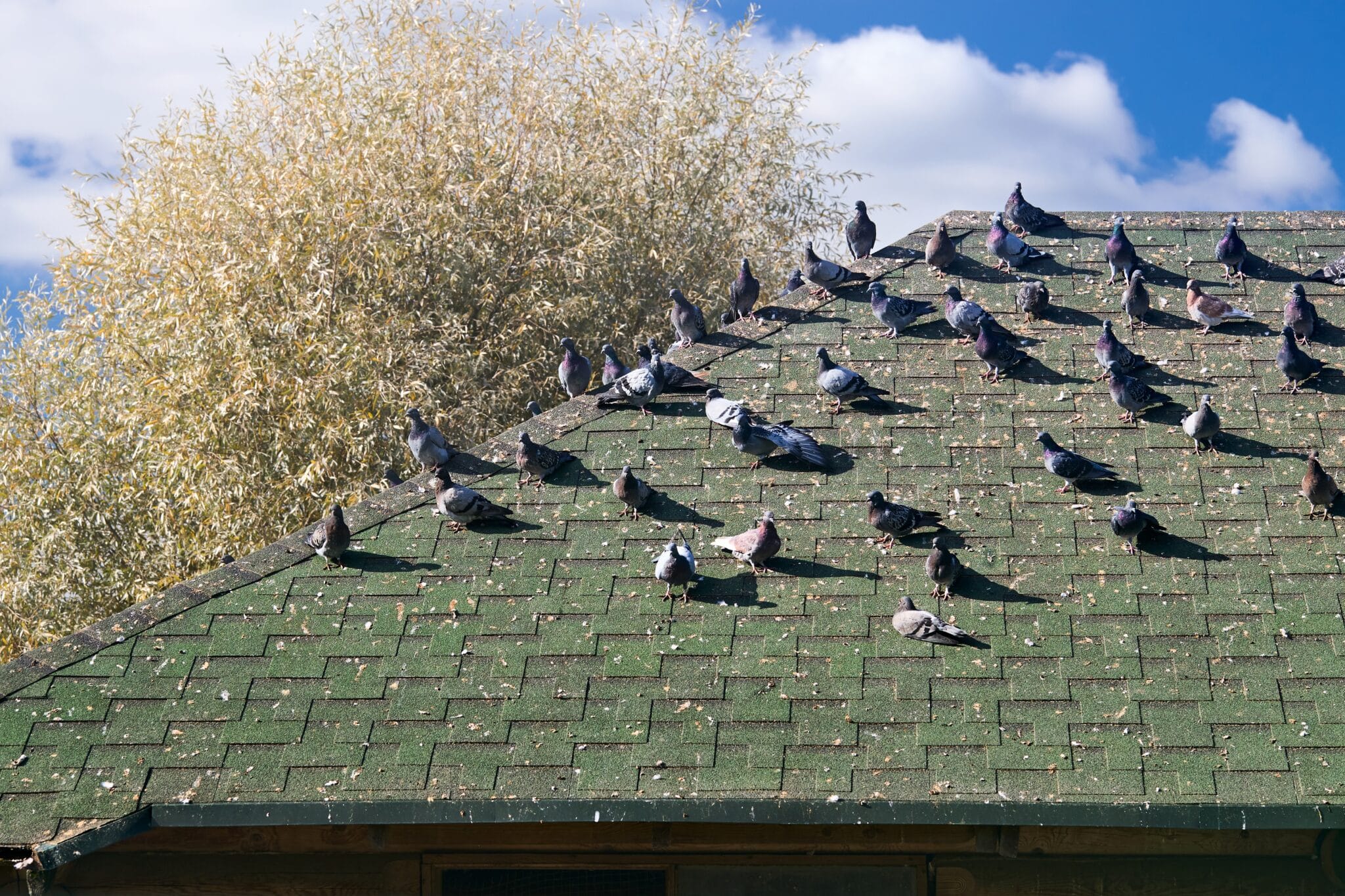 birds on roof of Perth home