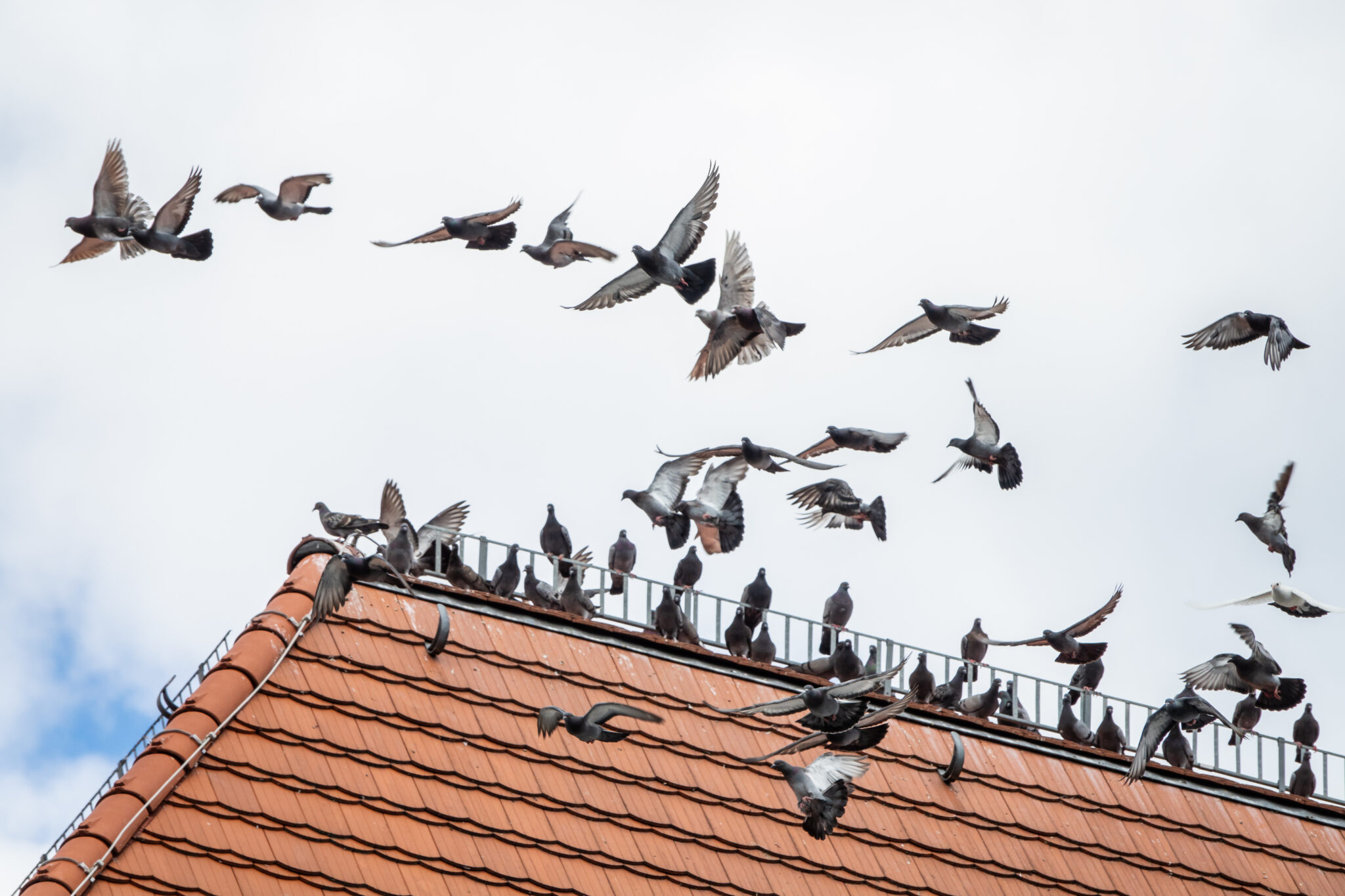 birds on roof of home in Townsville