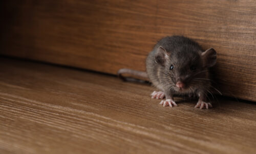 Geelong’s Most Common Rodents and Effective Control Strategies