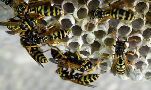 Get Rid of Wasps in Geelong
