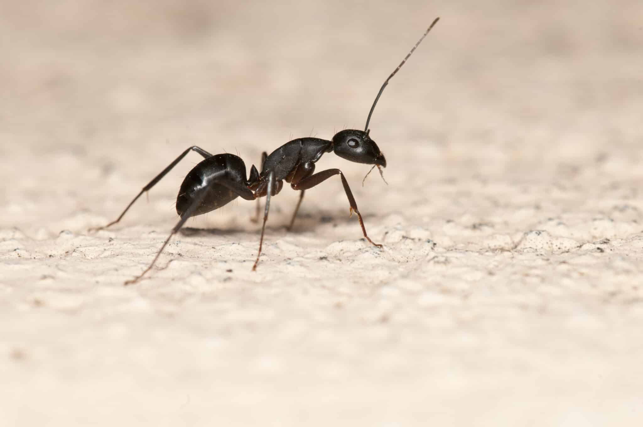 Gold Coast Ant Pest Control