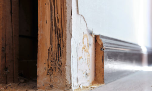 Gold Coast Termite Damage