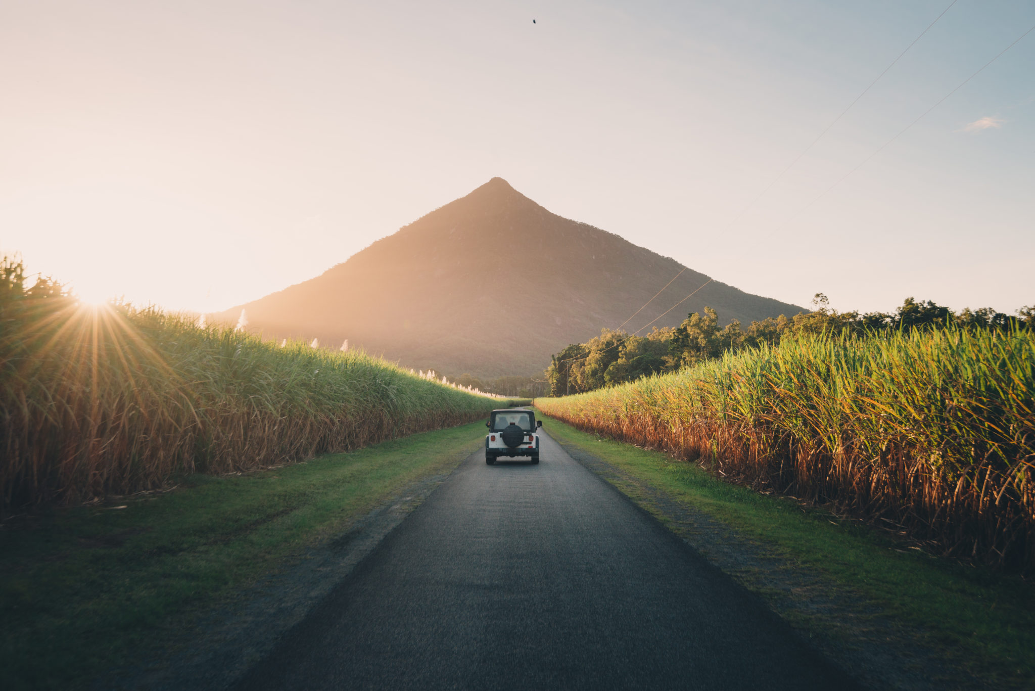 Rodent pest control Gordonvale