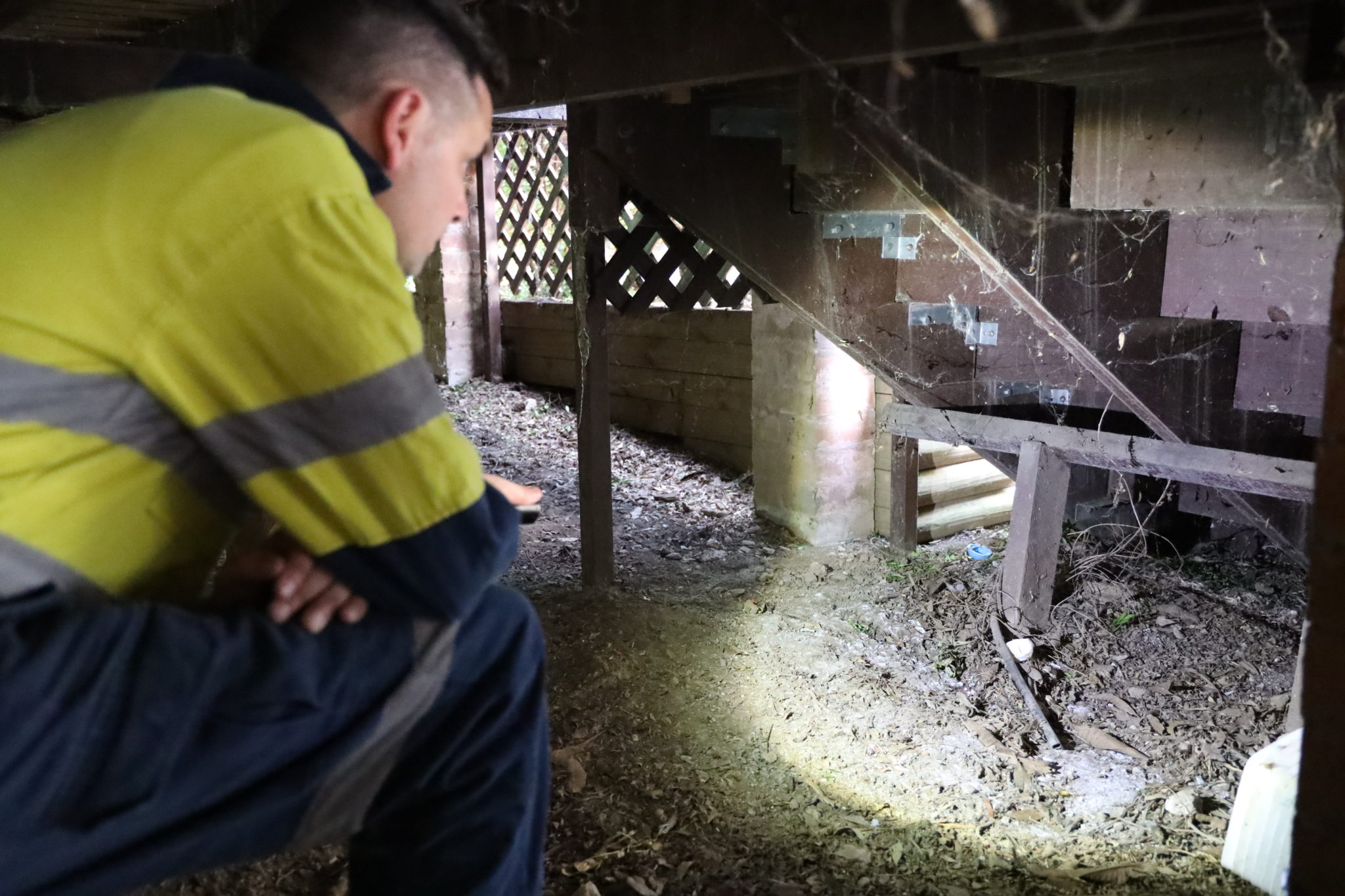 Gosford - technican looking for spider activity