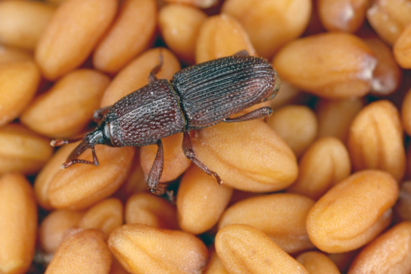 Granary Weevils Pest Control