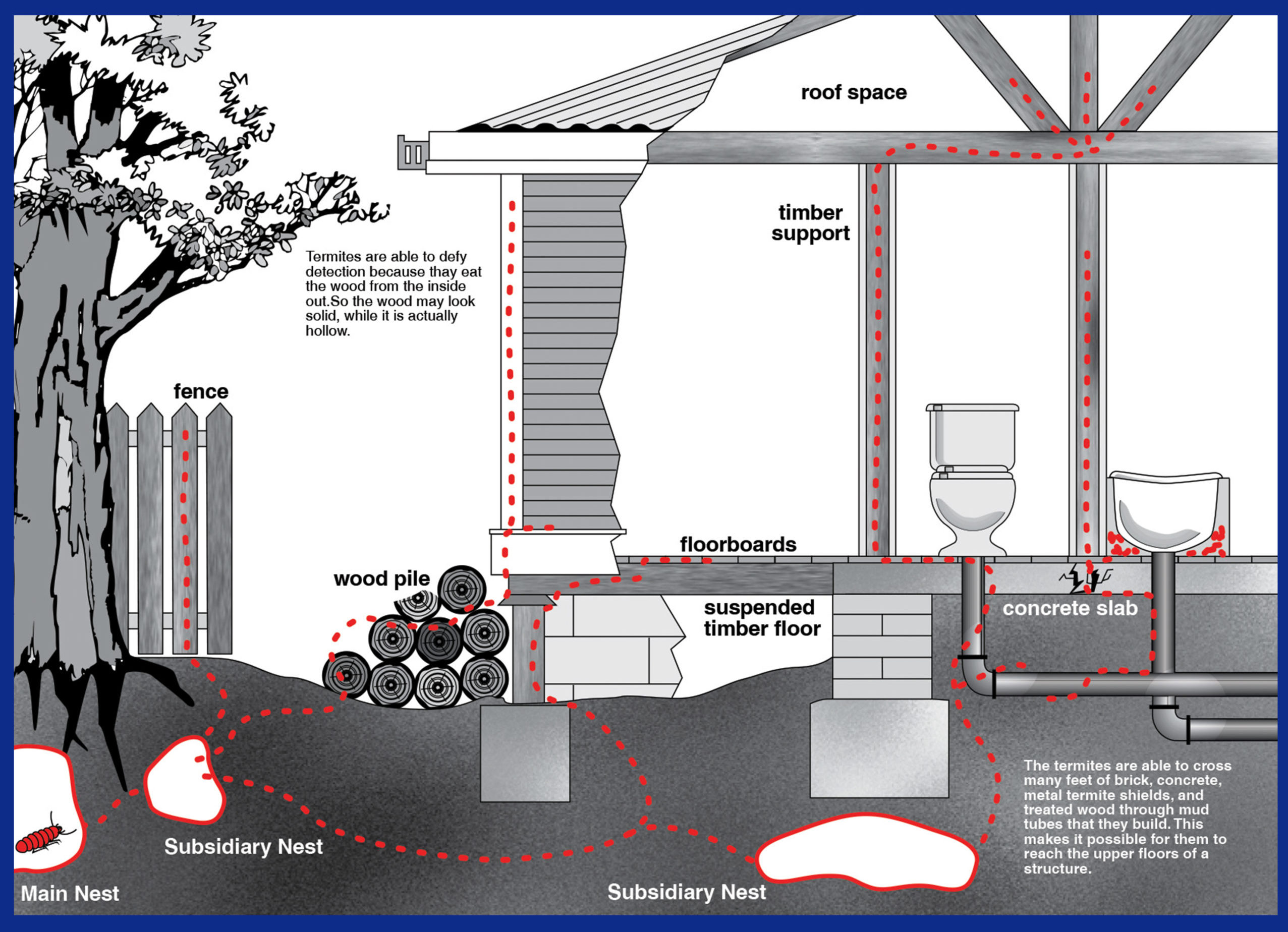 Termite Infestation