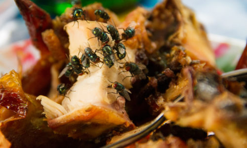 Insects on Food